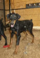 AKC Mr. Personality, a male Doberman Pinscher for sale in Temecula, CA – Photo 2 of 2