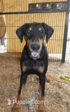 AKC Mr. Personality, a male Doberman Pinscher for sale in Temecula, CA – Photo 1 of 2