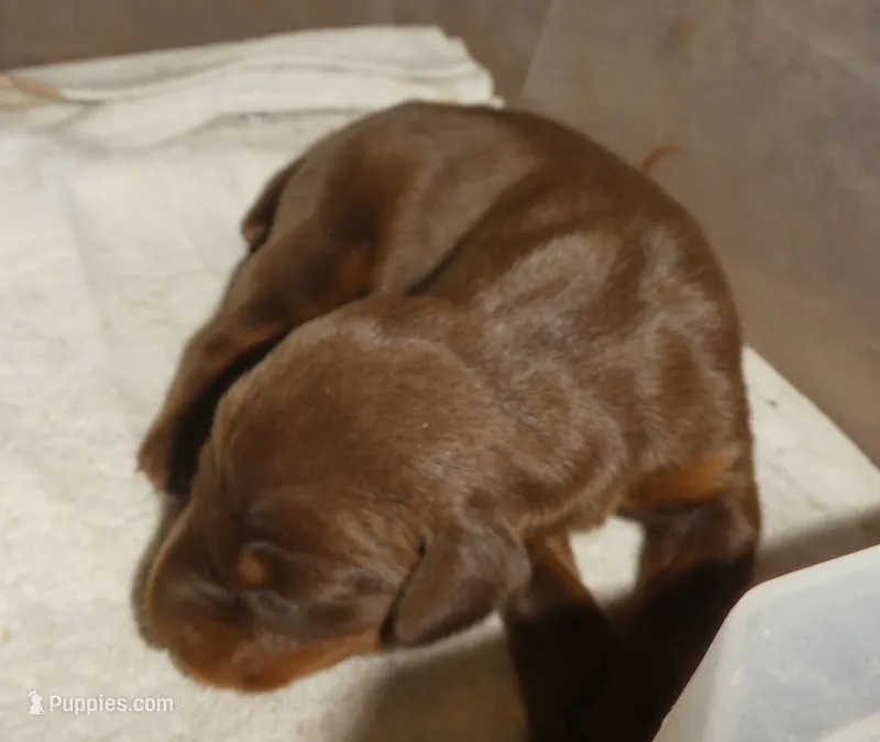 RED/RUST MALE, AKC, 3/4 EURO – Doberman Pinscher puppy for sale in Temecula, CA