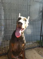 BLUEY, AKC, a  Doberman Pinscher for sale in Temecula, CA – 2 of 2