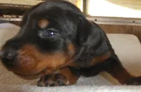 SUZIE, AKC,  , a female Doberman Pinscher for sale in Temecula, CA – 2 of 7