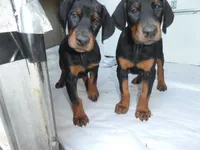 EURO FEMALES, AKC, a female Doberman Pinscher for sale in Temecula, CA – Photo 3 of 4