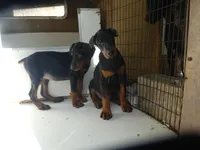 EURO FEMALES, AKC, a female Doberman Pinscher for sale in Temecula, CA – Photo 2 of 4