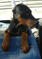 EURO FEMALES, AKC, a female Doberman Pinscher for sale in Temecula, CA – Photo 4 of 4