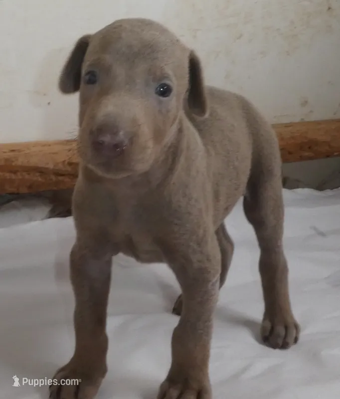 MEL FAWN MALE  AKC – Doberman Pinscher puppy for sale in Temecula, CA