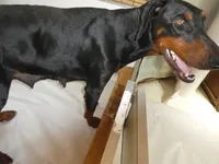 LOLA, AKC, 3/4 EURO, a female Doberman Pinscher for sale in Temecula, CA – 3 of 4