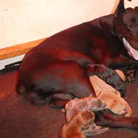 BLUEY,  AKC BLUE MALE, a male Doberman Pinscher for sale in Temecula, CA – Photo 3 of 3