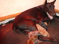 MACKEY, AKC BLUE MALE, a male Doberman Pinscher for sale in Temecula, CA – Photo 3 of 3