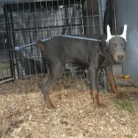 BLUEY,  AKC BLUE MALE, a male Doberman Pinscher for sale in Temecula, CA – Photo 2 of 3