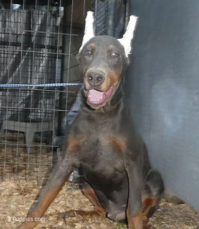 MACKEY, AKC BLUE MALE