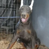 BLUEY,  AKC BLUE MALE, a male Doberman Pinscher for sale in Temecula, CA – Photo 1 of 3