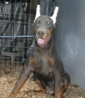 MACKEY, AKC BLUE MALE, a male Doberman Pinscher for sale in Temecula, CA – Photo 1 of 3