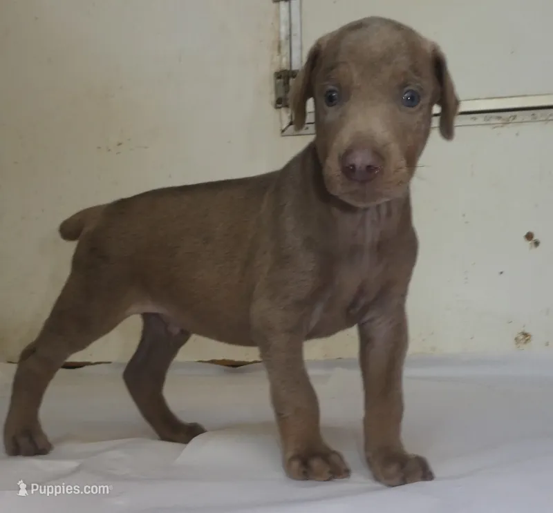MARLA. BLUE/RUST, AKC 3/4 EURO – Doberman Pinscher puppy for sale in Temecula, CA