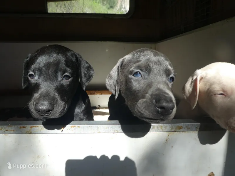DOBERMAN PUPS,AKC,COLORS