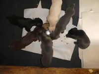 DOBERMAN PUPS,AKC,COLORS, a male Doberman Pinscher for sale in Temecula, CA – Photo 2 of 5