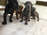 DOBERMAN PUPS,AKC,COLORS, a male Doberman Pinscher for sale in Temecula, CA – Photo 3 of 5