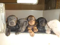 DOBERMAN PUPS,AKC,COLORS, a male Doberman Pinscher for sale in Temecula, CA – Photo 5 of 5