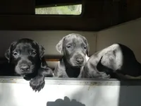 DOBERMAN PUPS,AKC,COLORS, a male Doberman Pinscher for sale in Temecula, CA – Photo 4 of 5