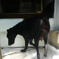 3/4 EURO UPCOMING LITTER, a  Doberman Pinscher for sale in Temecula, CA – Photo 2 of 2