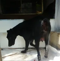 3/4 EURO UPCOMING LITTER, a  Doberman Pinscher for sale in Temecula, CA – Photo 2 of 2