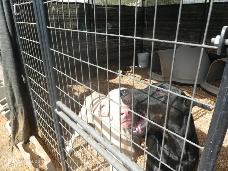 UPCOMING LITTER, COLORS