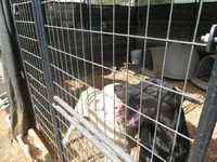 UPCOMING LITTER, COLORS, a  Doberman Pinscher for sale in Temecula, CA – Photo 1 of 3