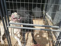 UPCOMING LITTER, COLORS, a  Doberman Pinscher for sale in Temecula, CA – Photo 2 of 3