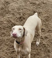 processed/23974372-20b7-41c7-a12a-262b3edb7518/listing/83759ca8-9cb5-44ba-b1b2-c59895179d19/9df9520b-3179-4e36-b26f-3533de585235