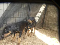 Blk/rust Fem,AKC, a female Doberman Pinscher for sale in Temecula, CA – Photo 2 of 2