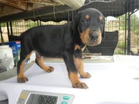 HALF EUROPEAN FEMALES, a female Doberman Pinscher for sale in Temecula, CA – Photo 3 of 5