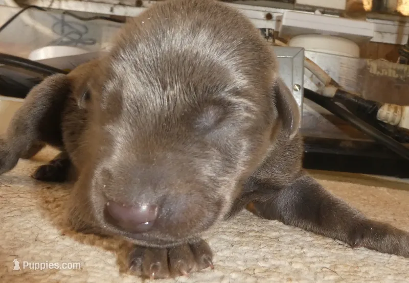 MEL BLUE MALE, AKC – Doberman Pinscher puppy for sale in Temecula, CA