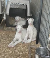 NICKY,CREMELLO,BLUE EYES,AKC, a male Doberman Pinscher for sale in Temecula, CA – Photo 2 of 3