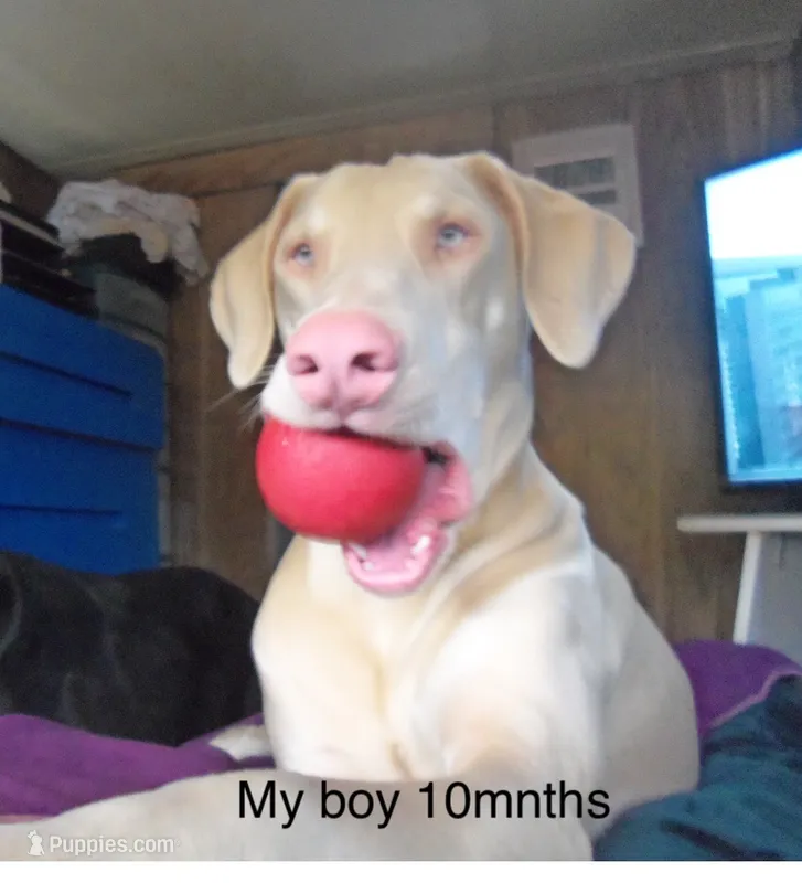 NICKY,CREMELLO,BLUE EYES,AKC