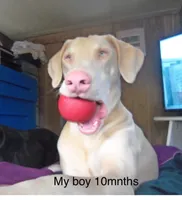 NICKY,CREMELLO,BLUE EYES,AKC, a male Doberman Pinscher for sale in Temecula, CA – Photo 1 of 3