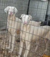 NICKY,CREMELLO,BLUE EYES,AKC, a male Doberman Pinscher for sale in Temecula, CA – Photo 3 of 3