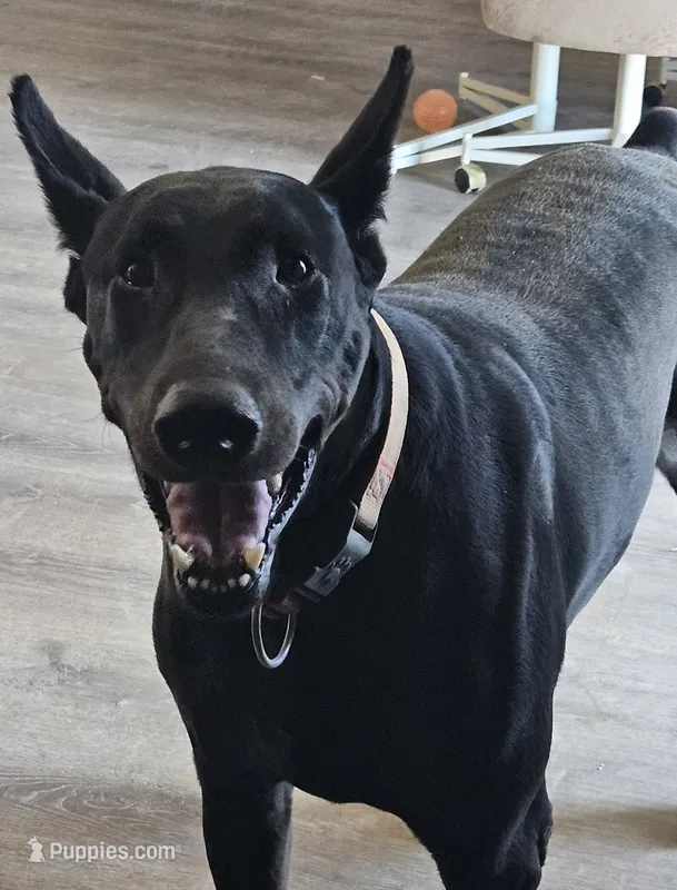 MEL BLACK MALE,AKC,1/2 EURO