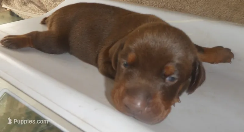 RED/Rust MALE, AKC, 3/4 EURO – Doberman Pinscher puppy for sale in Temecula, CA