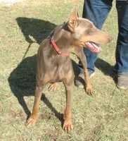 AKC Red Male, a male Doberman Pinscher for sale in Temecula, CA – Photo 5 of 6