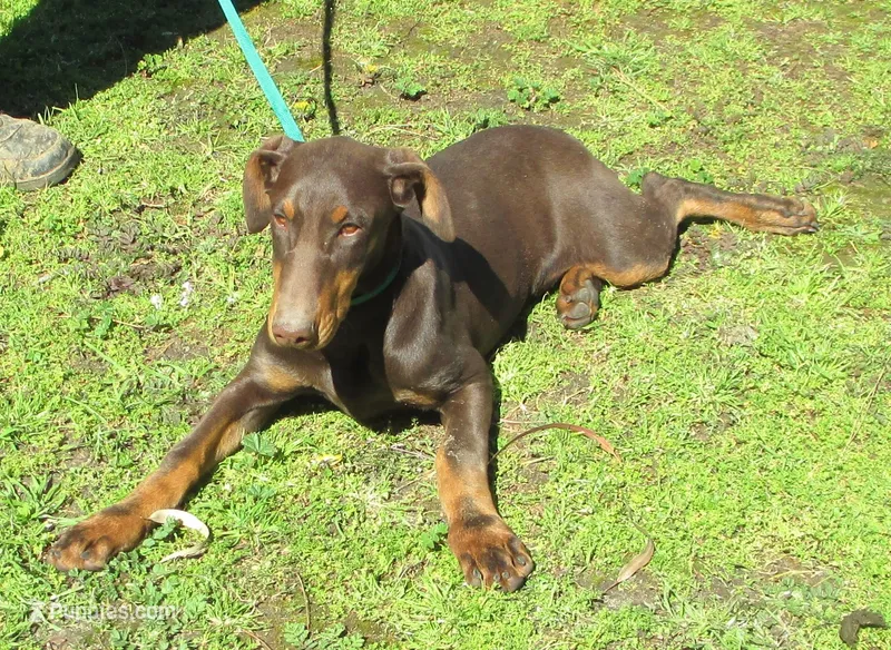 AKC Red Male, a male Doberman Pinscher for sale in Temecula, CA – Photo 1 of 6