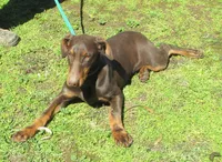 AKC Red Male, a male Doberman Pinscher for sale in Temecula, CA – Photo 1 of 6