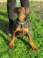 AKC Red Male, a male Doberman Pinscher for sale in Temecula, CA – Photo 2 of 6