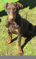 AKC Red Male, a male Doberman Pinscher for sale in Temecula, CA – Photo 6 of 6