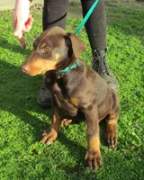 AKC Red Male, a male Doberman Pinscher for sale in Temecula, CA – Photo 3 of 6