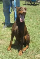 AKC Red Male, a male Doberman Pinscher for sale in Temecula, CA – Photo 4 of 6