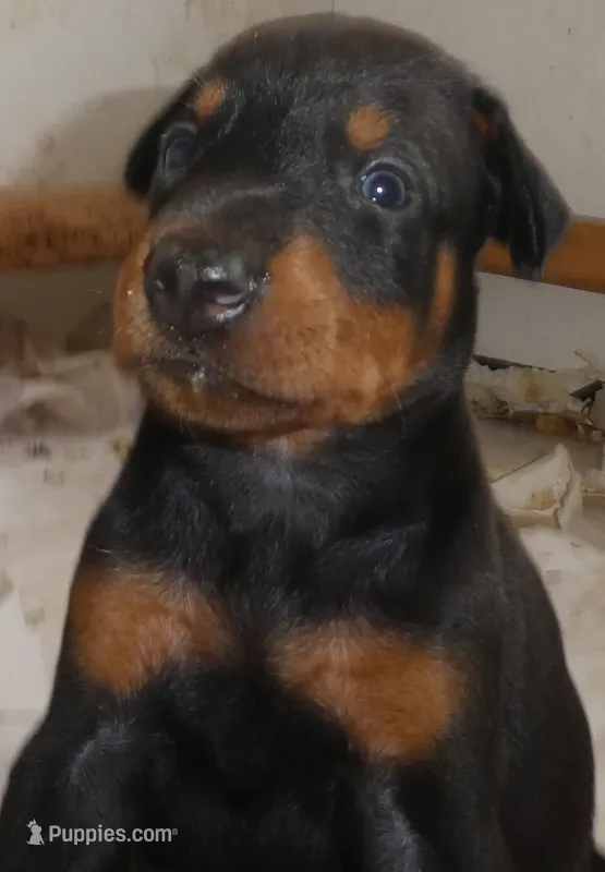 TILLY , AKC,   – Doberman Pinscher puppy for sale in Temecula, CA