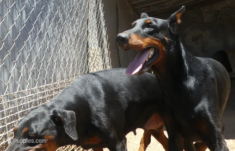 UPCOMING LITTER, AKC, 3/4 EURO – Doberman Pinscher puppy for sale in Temecula, CA