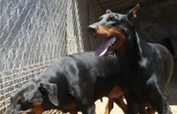 UPCOMING LITTER, AKC, 3/4 EURO, a  Doberman Pinscher for sale in Temecula, CA – 1 of 2