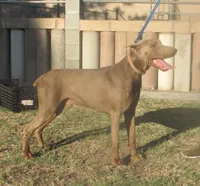 UPCOMING AKC LITTER 3/4 EURO, a  Doberman Pinscher for sale in Temecula, CA – 3 of 4