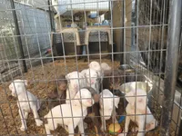 PICKME, CREMELLO,AKC, a male Doberman Pinscher for sale in Temecula, CA – Photo 4 of 7