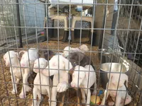 PICKME, CREMELLO,AKC, a male Doberman Pinscher for sale in Temecula, CA – Photo 3 of 7